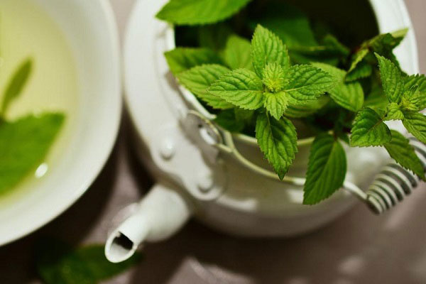 دمنوش نعناع گربهای