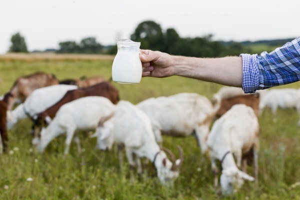  شیر کدام حیوان کلسیم بیشتری دارد؟