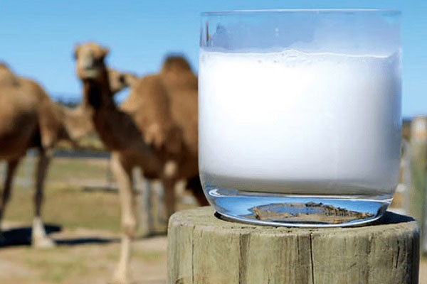 معایب مصرف شیر شتر