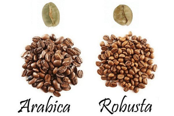 قهوه عربیکا و قهوه روبوستا چیست؟