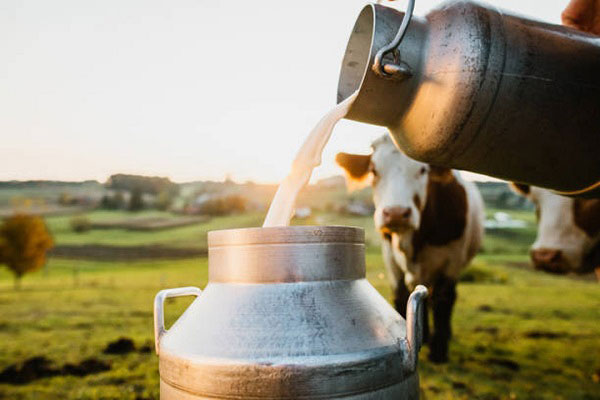علت تلخ شدن شیر گاو چیست؟